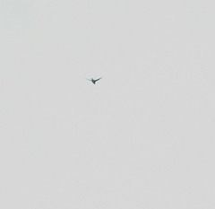 Hirundapus giganteus