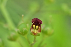 Scrophularia umbrosa