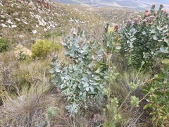 Protea eximia