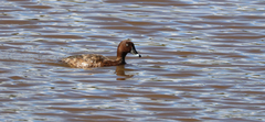 Aythya australis