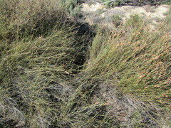 Willdenowia arescens