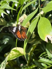 Cethosia penthesilea