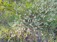 Phyllanthus calycinus