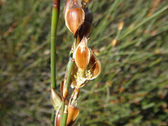 Willdenowia arescens