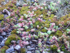 Sedum