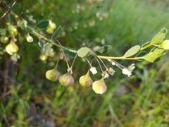 Phyllanthus calycinus