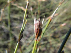 Willdenowia arescens