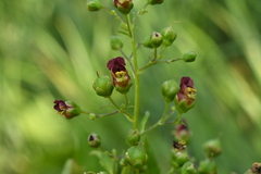 Scrophularia umbrosa