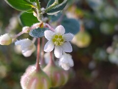 Phyllanthus calycinus