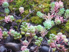 Sedum