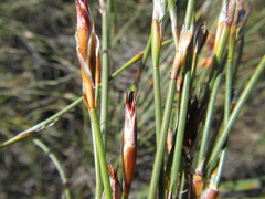 Willdenowia arescens