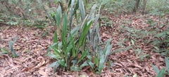 Aspidistra