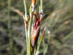 Willdenowia arescens