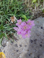 Armeria maritima