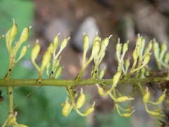 Actaea podocarpa