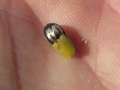 Willdenowia arescens