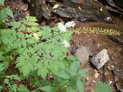 Actaea podocarpa