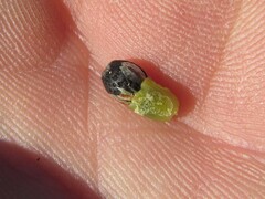 Willdenowia arescens