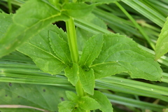 Scrophularia umbrosa