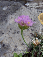 Armeria maritima