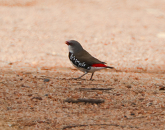 Stagonopleura guttata