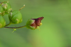 Scrophularia umbrosa