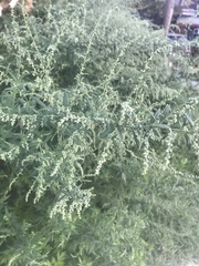 Artemisia