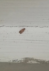 Lepidoptera