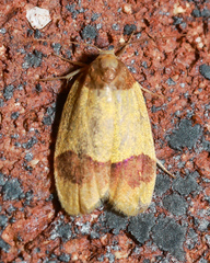 Heterallactis euchrysa