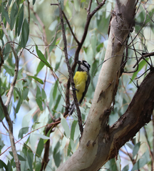 Falcunculus frontatus