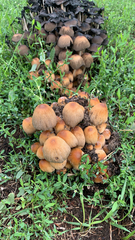 Coprinellus micaceus
