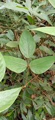 Mucuna macrocarpa