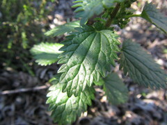 Urtica urens