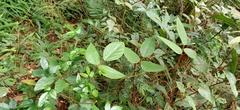 Mucuna macrocarpa
