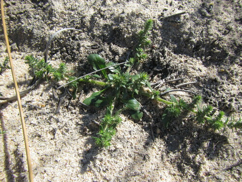 Chenopodiopsis hirta (Chenopodiopsis hirta)