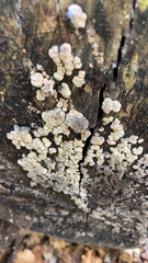 Xylobolus frustulatus