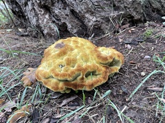 Phaeolus