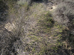 Euchaetis pungens