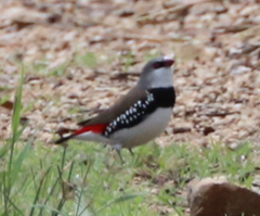 Stagonopleura guttata