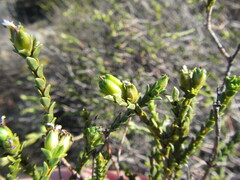 Euchaetis pungens
