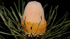 Banksia hookeriana