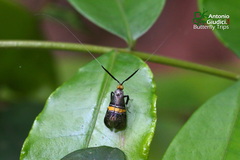 Nemophora decisella