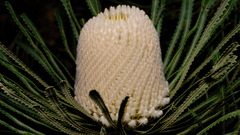 Banksia hookeriana