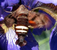 Amphion floridensis