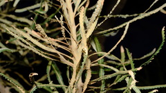 Banksia hookeriana