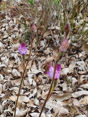 Elythranthera brunonis