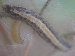 Evergestis extimalis