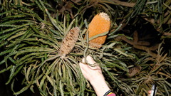 Banksia hookeriana