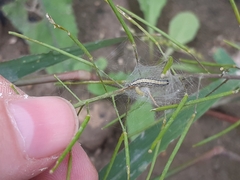 Evergestis extimalis