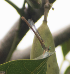 Ceriagrion coromandelianum